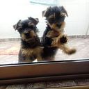 Claudia Martínez Cifuentes