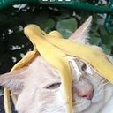 Eleonora Nunes Carvalho