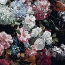 Maria Clara de Oliveira Cabreira