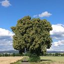 liliana_sanchez_lozano