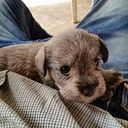 Antonio Ortiz Urieta