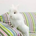 Esponjoso Grajeda Wang