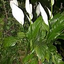 María Eugenia Villagra McGrech