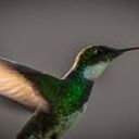 Haydee Isabel Leal Marchena