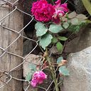 Dixtis Novoa Torrealva