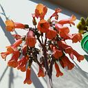 Angelica Harumi Uozume Kimura