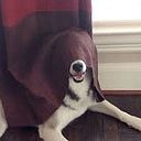 Eleonora Spizzamiglio