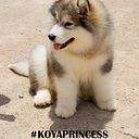 Puka Alaskan Malamute