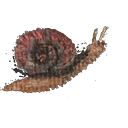 Agustín Rojas Molina