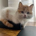 michelleatanasovicialfaro