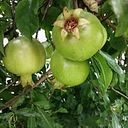 Alejandro Correa Perez