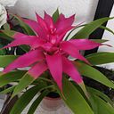 Fabiola Gomez Temiño