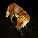 Jonnathan Magallanes