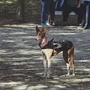 Sandra Arribas Mortes