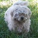 julioalanzunigapalomino