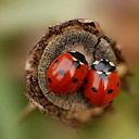 F. MEVHİBE RAMAZANOĞLU