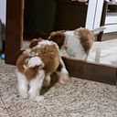 maria cristina mello