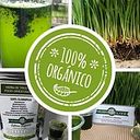 Wheatgrass Comestibles Orgánicos