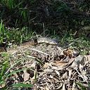 Jorge Carrasco Altamirano