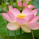 Gricel Escobar novoa