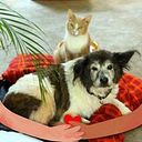 Darleen Alston George