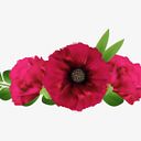 rosa