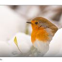 MARÍA JOSÉ TERCIADO VALLS