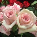 Simona Schweidenback