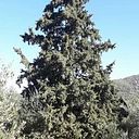 Ioanna Vartzi