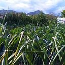 Jorgelina Pappalardo