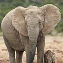 Isabel Hidalgo Fonseca