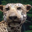 Juan Pablo Chamorro Benavides