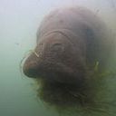 Fernanda L N Attademo