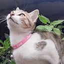 ferreluco2