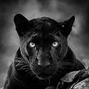 Maximiliano Gómez Gallardo