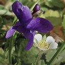 Inma Peñaranda torres