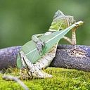 رازان ملكاوي