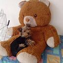 Maryse Isabelle Dupuy