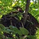 Ubirajara De Albertim Ribeiro