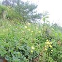 Marcela Cardenas Castro