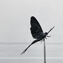 Suncana Kuljis-Gaillot