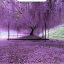 Catherine Zinck Goupil