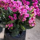 Mildred Belches De Cortés