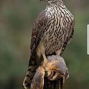 Jaime Alberto Millan Vasquez