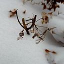 Silvana Luijkx van Schilt