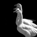 charshafjiankhatchig