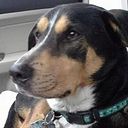 Nancy Picciano Malcolm