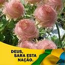 Fernanda De Lima Vieira