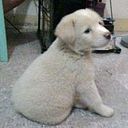 Shirleen Delos Reyes