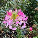 Yuberka Medina Esdaile